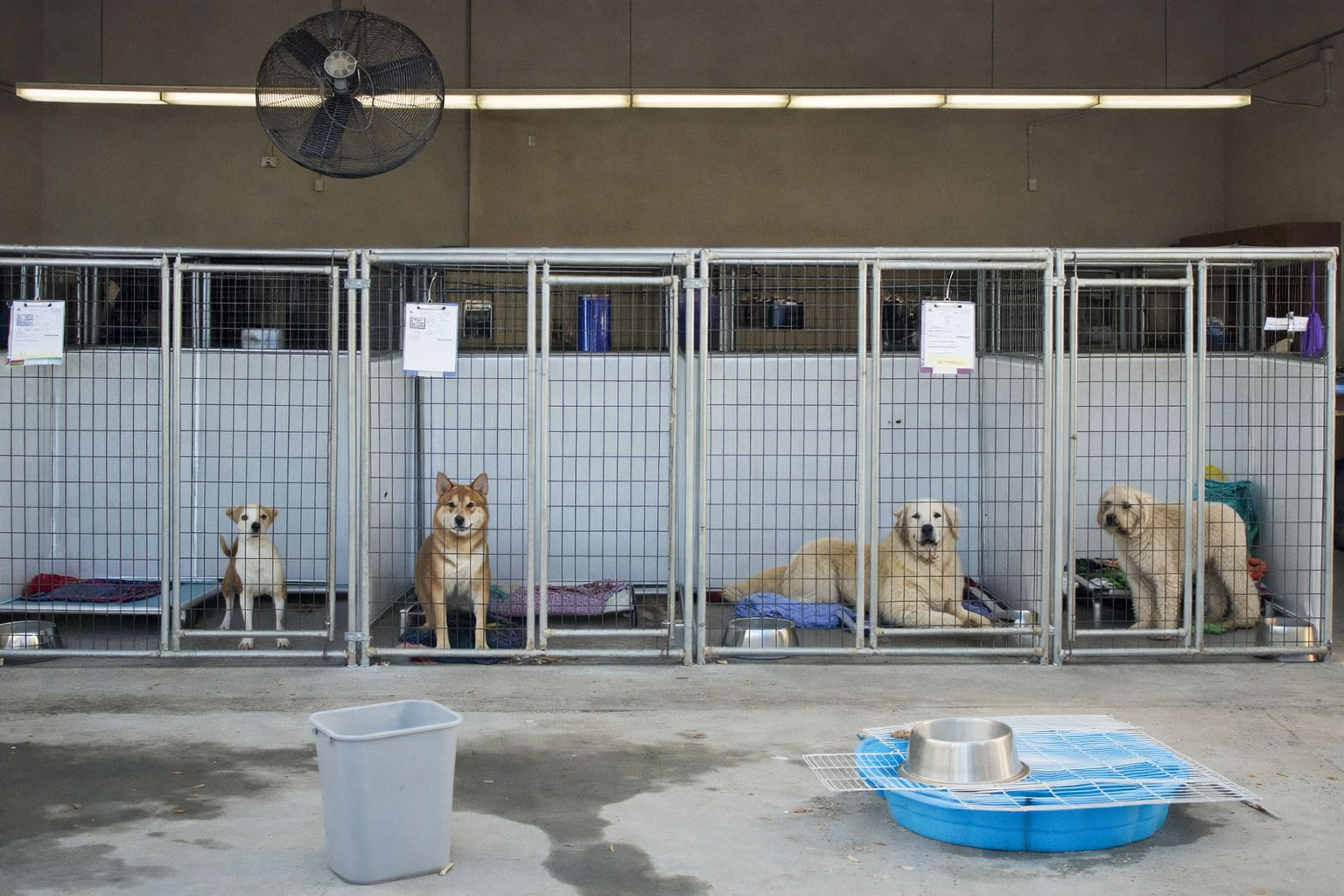 ĐA Cung Cấp Dịch Vụ Trông Giữ Chó Mèo Uy Tín Dịp Lễ Tết Tại Hà Nội